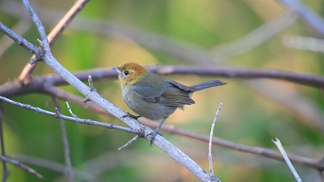 Chestnut-headed Tanager - ML640390823