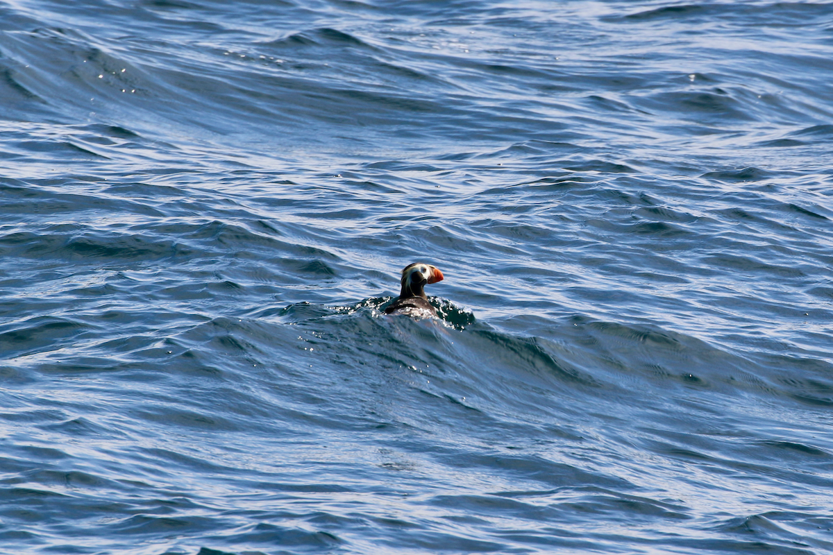 Tufted Puffin - ML640390825