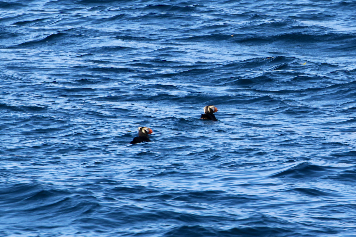 Tufted Puffin - ML640390830