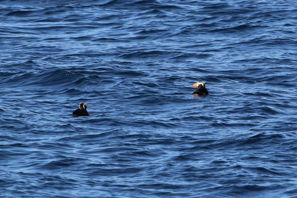 Tufted Puffin - ML640390832