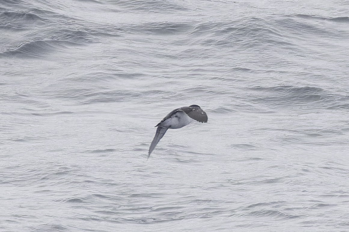 Common Diving-Petrel - ML640390903