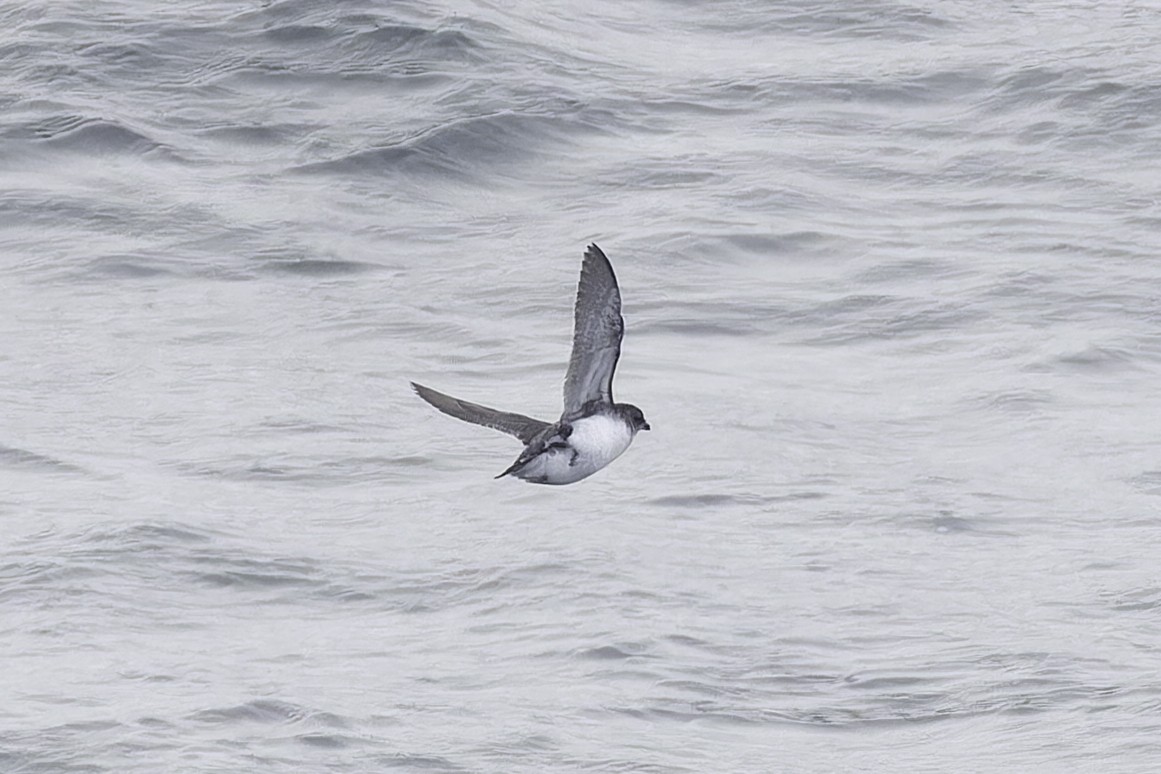 Common Diving-Petrel - ML640390904