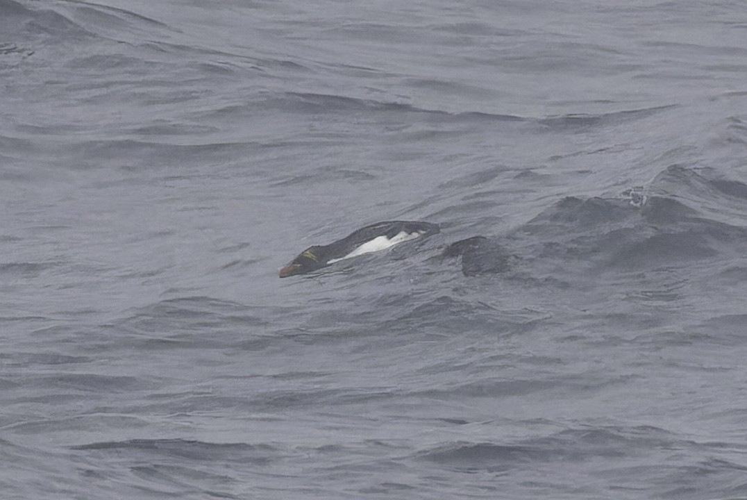 マカロニペンギン - ML640390919