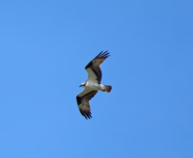 שלך - ML640391016