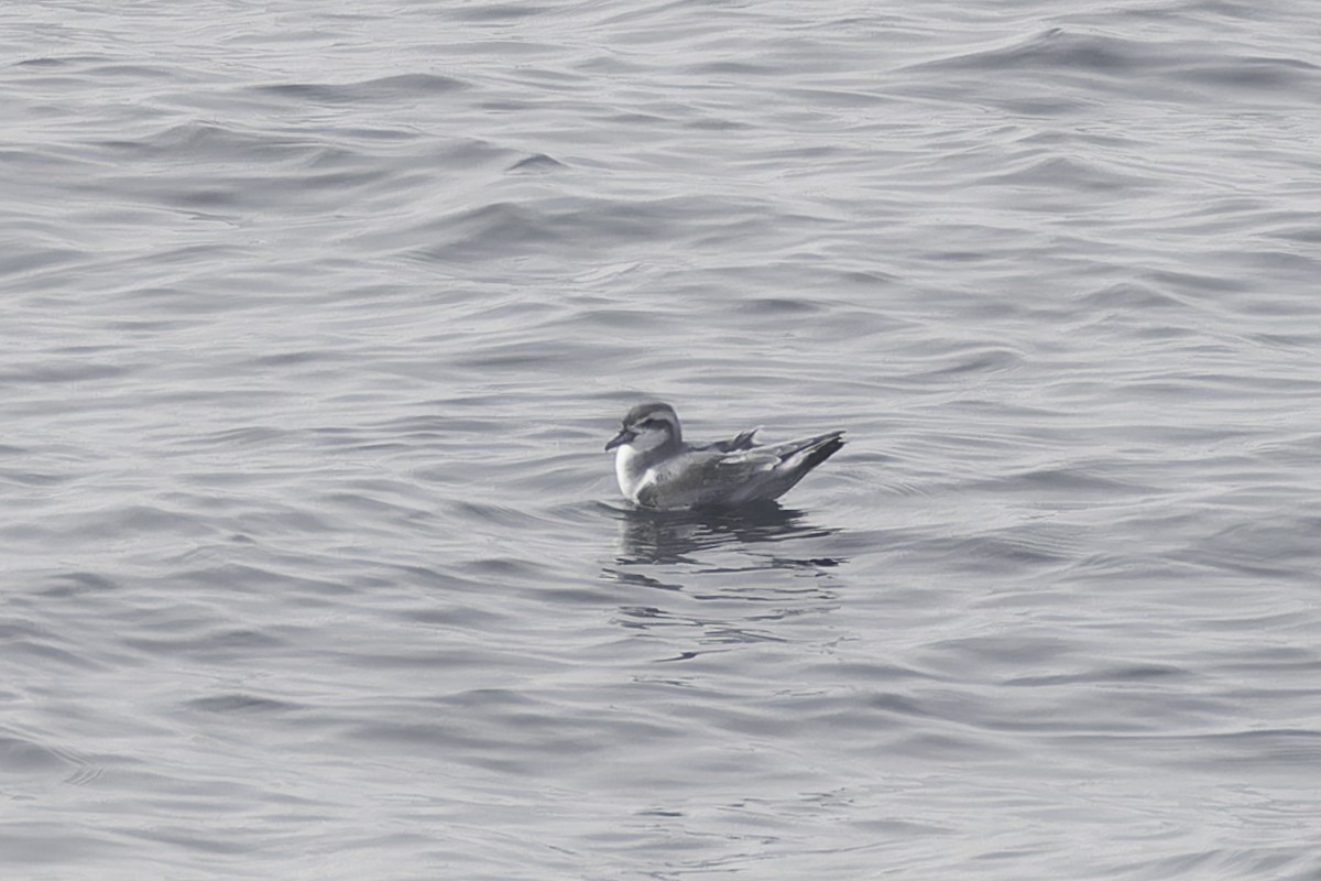 Antarctic Prion - ML640391038
