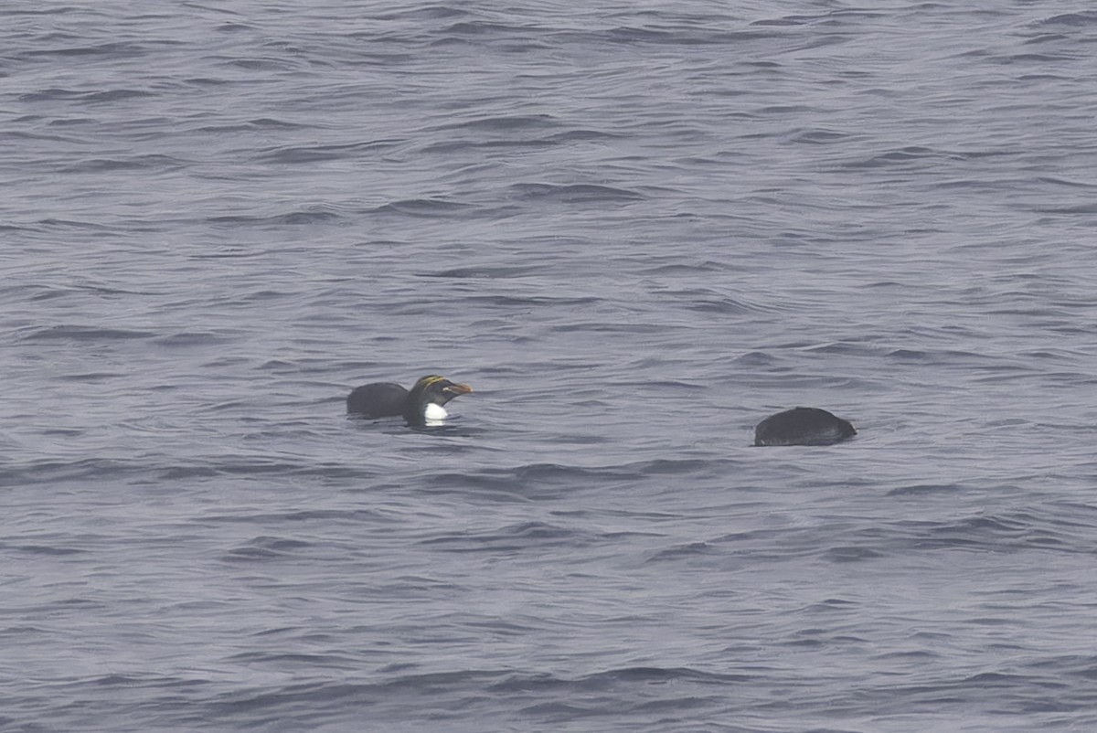 マカロニペンギン - ML640391043