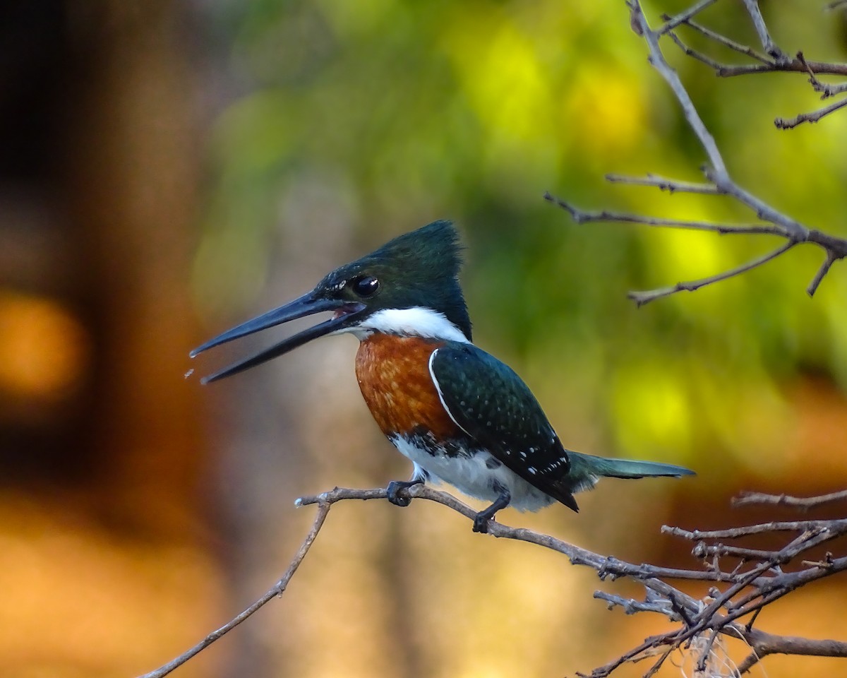 Amazon Kingfisher - ML640391045