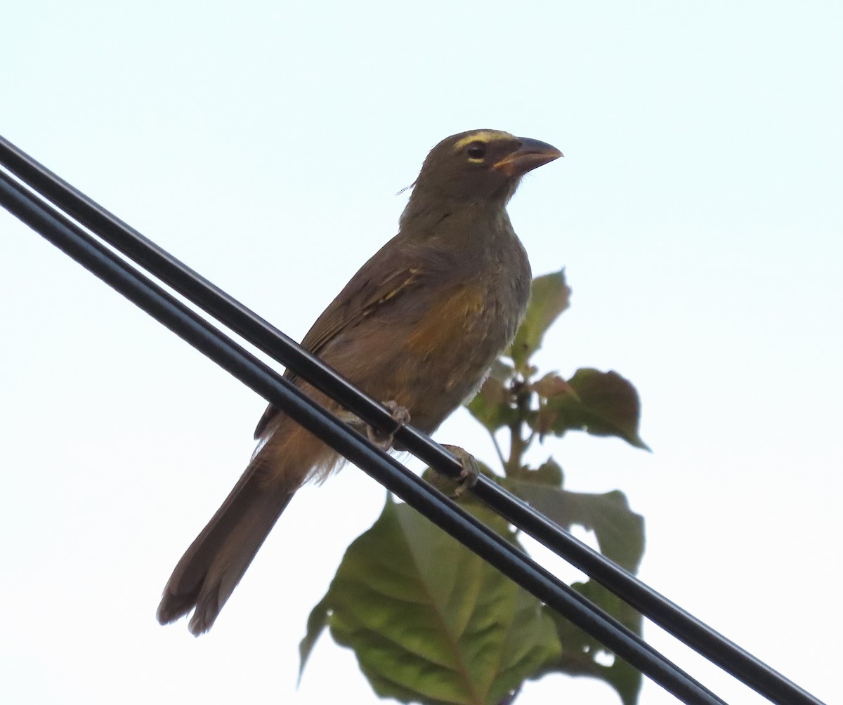 Cinnamon-bellied Saltator - ML640391054