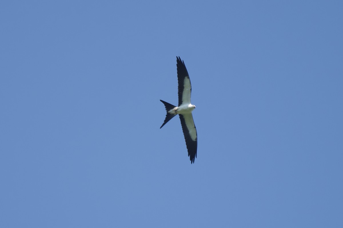 Swallow-tailed Kite - ML640391073