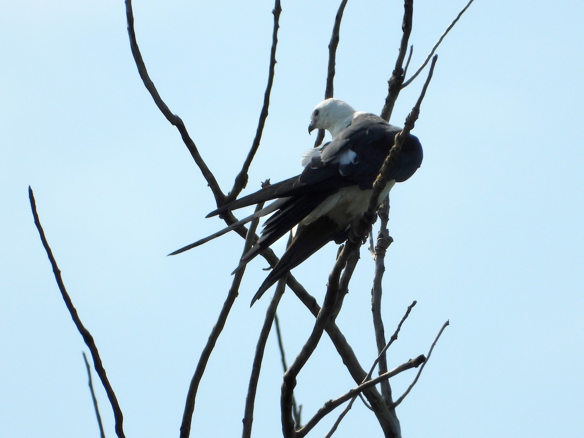 Swallow-tailed Kite - ML640391074