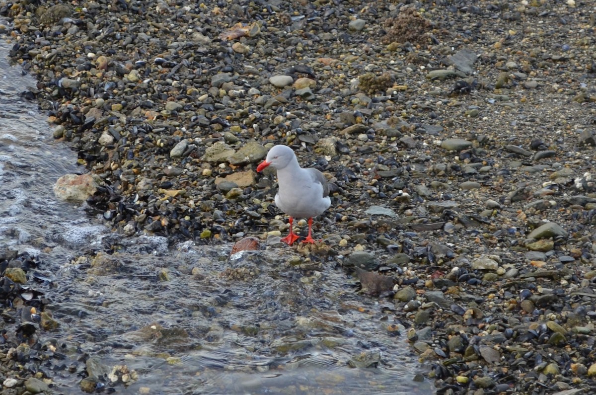 Dolphin Gull - ML640391099