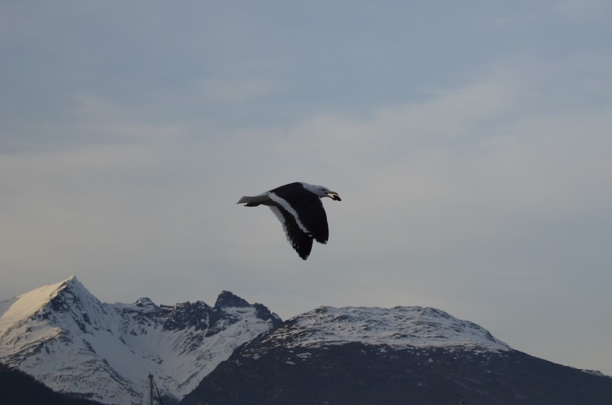 Kelp Gull - ML640391104