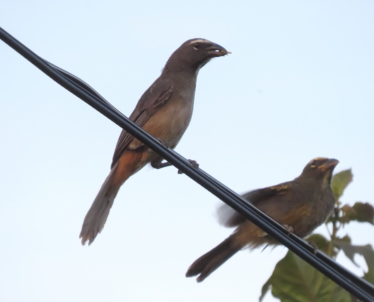 Cinnamon-bellied Saltator - ML640391131