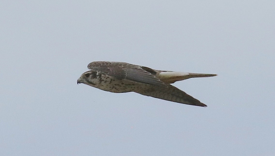 Prairie Falcon - ML640391134