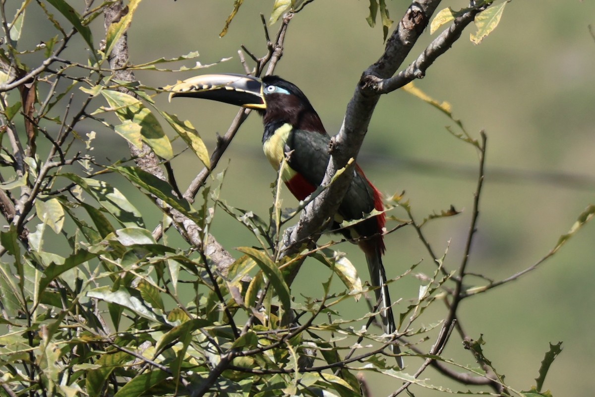 Chestnut-eared Aracari - ML640391136