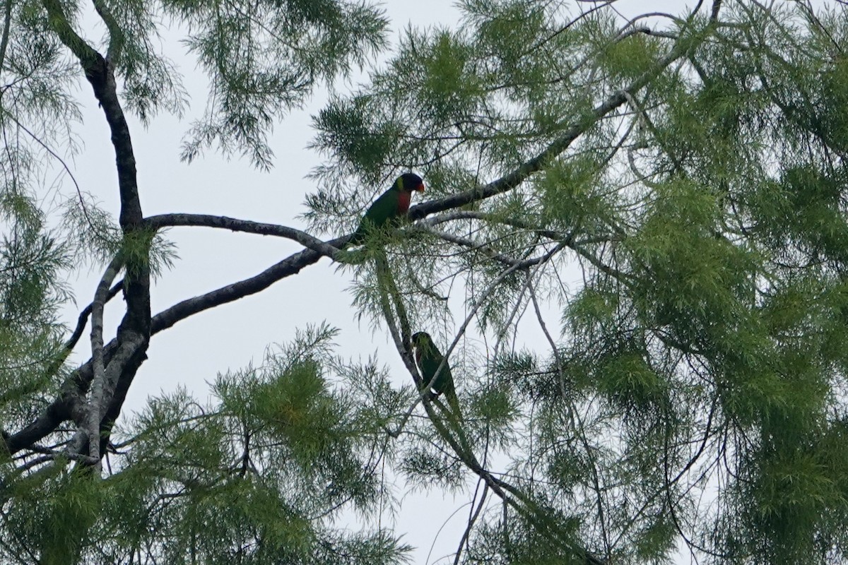 Coconut Lorikeet - ML640391223