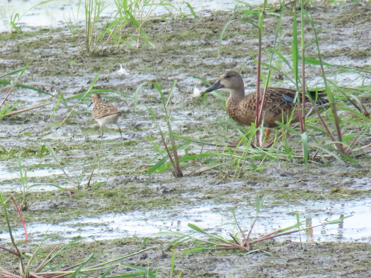 Blue-winged Teal - ML640391248