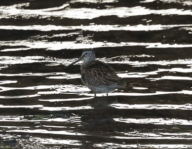Short-billed Dowitcher - ML640391251