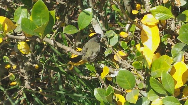 Yellow-bellied Seedeater - ML640391252