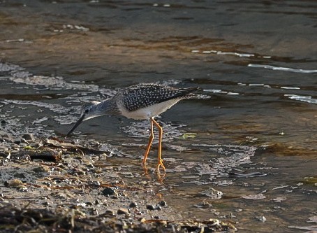 Lesser Yellowlegs - ML640391306