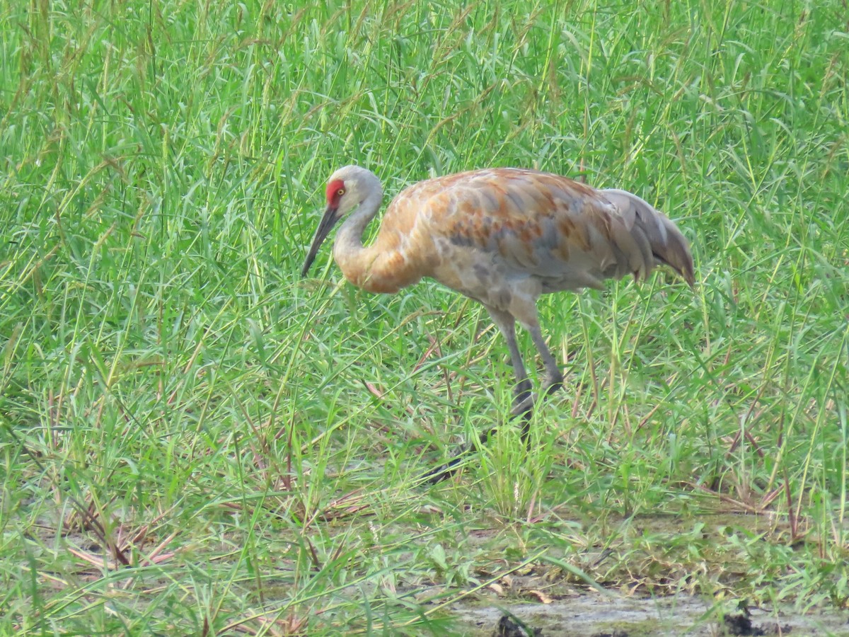 Sandhill Crane - ML640391331