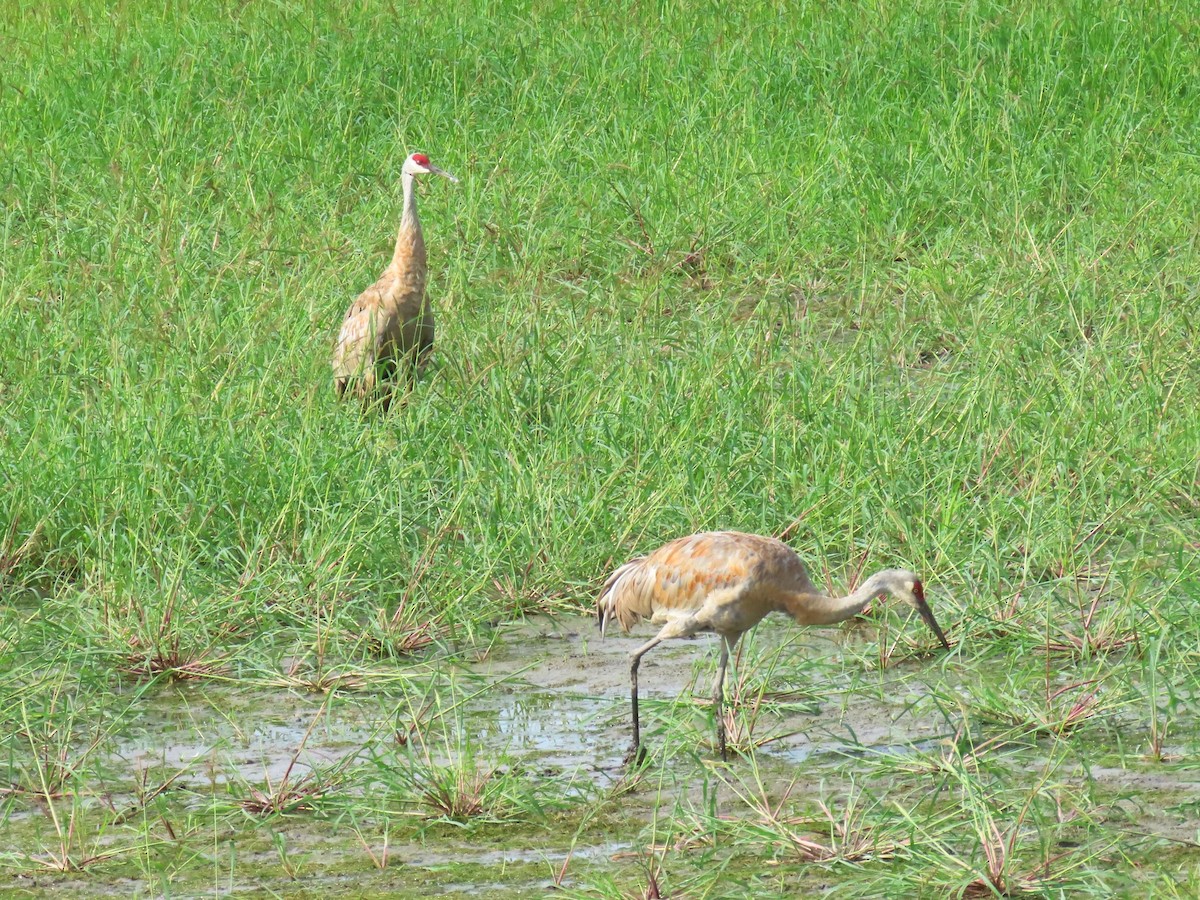 Sandhill Crane - ML640391339