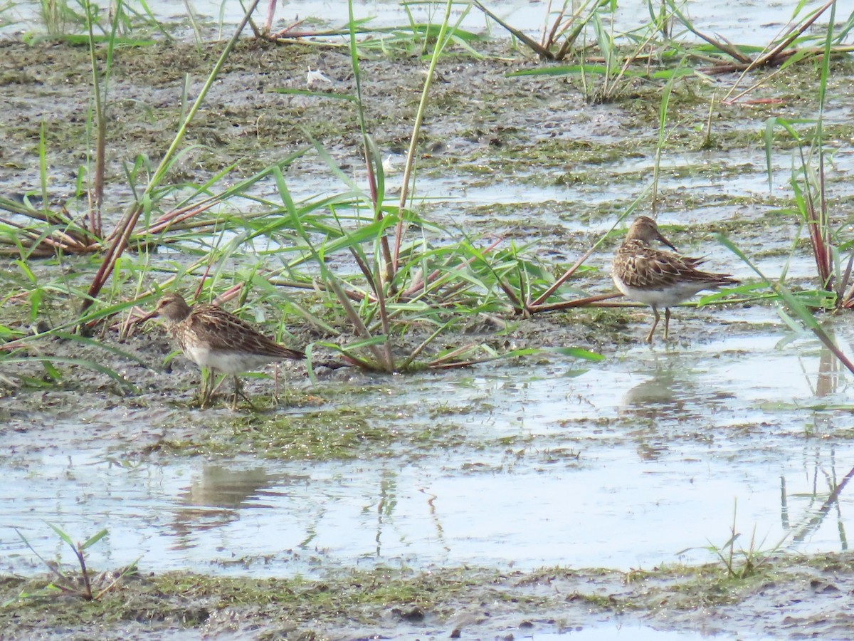 Pectoral Sandpiper - ML640391358
