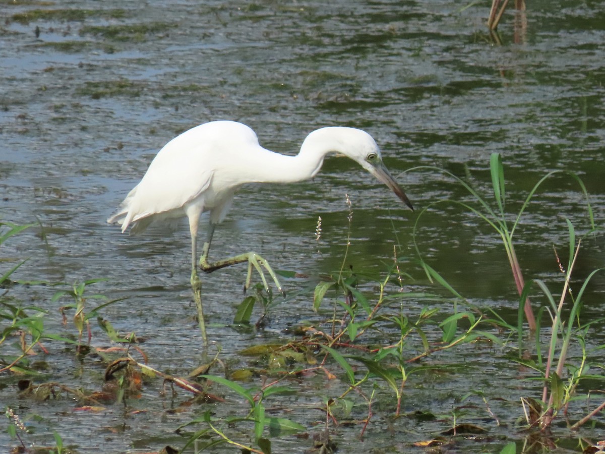 Little Blue Heron - ML640391377