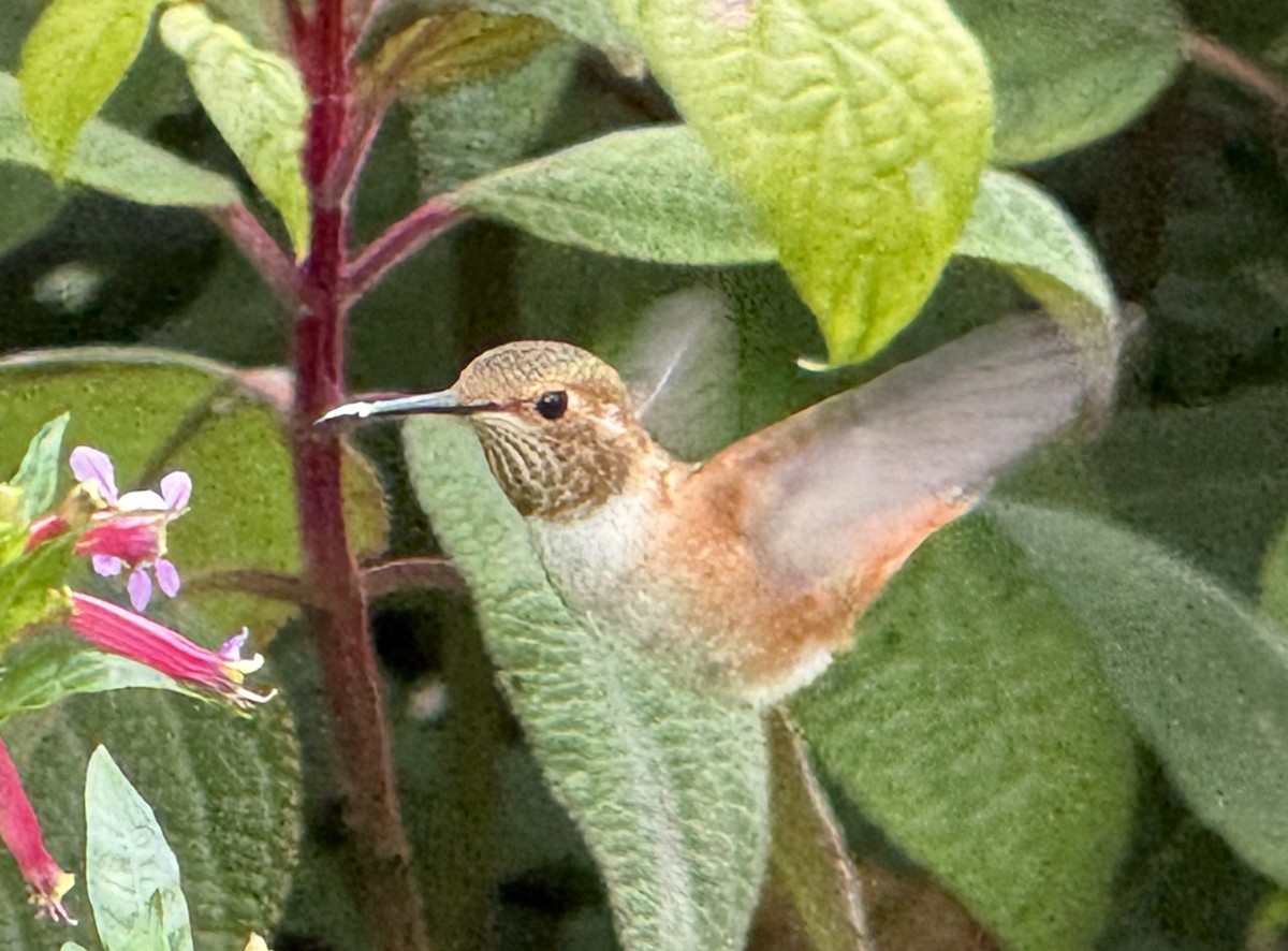 Rufous/Allen's Hummingbird - ML640391380