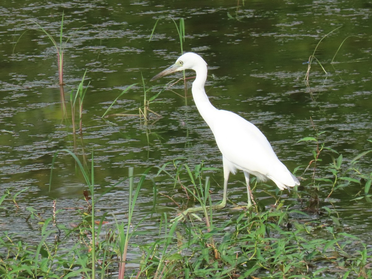 Little Blue Heron - ML640391381