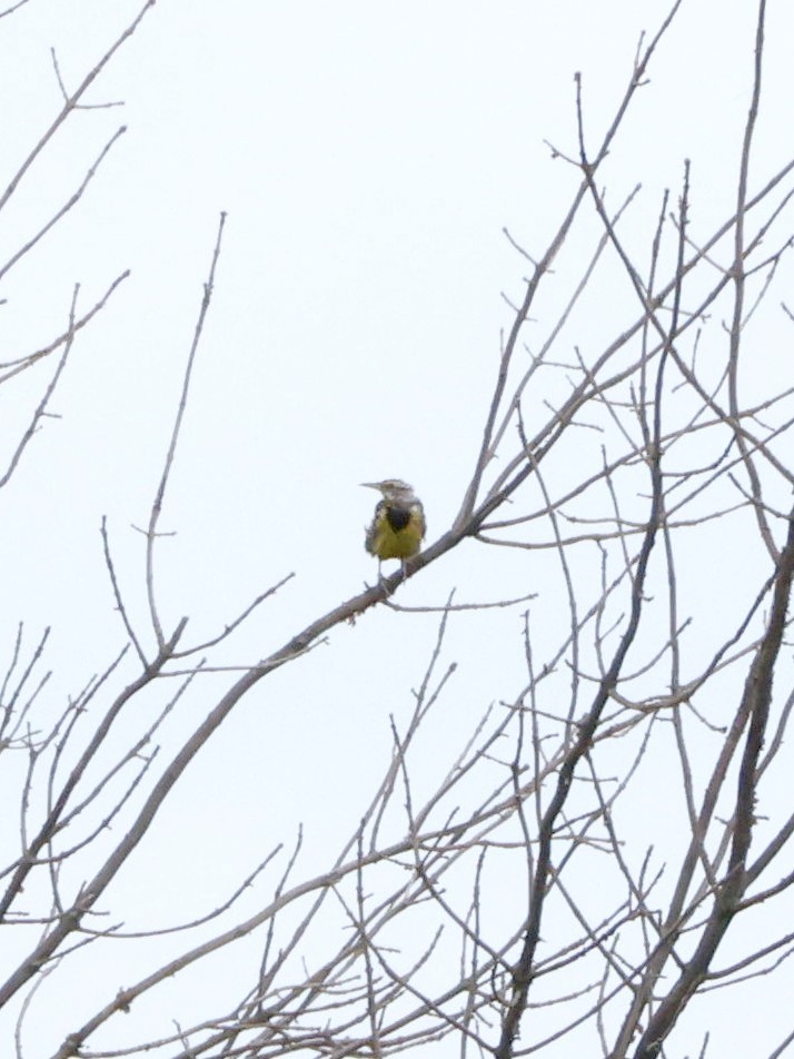 Eastern Meadowlark - ML640391394