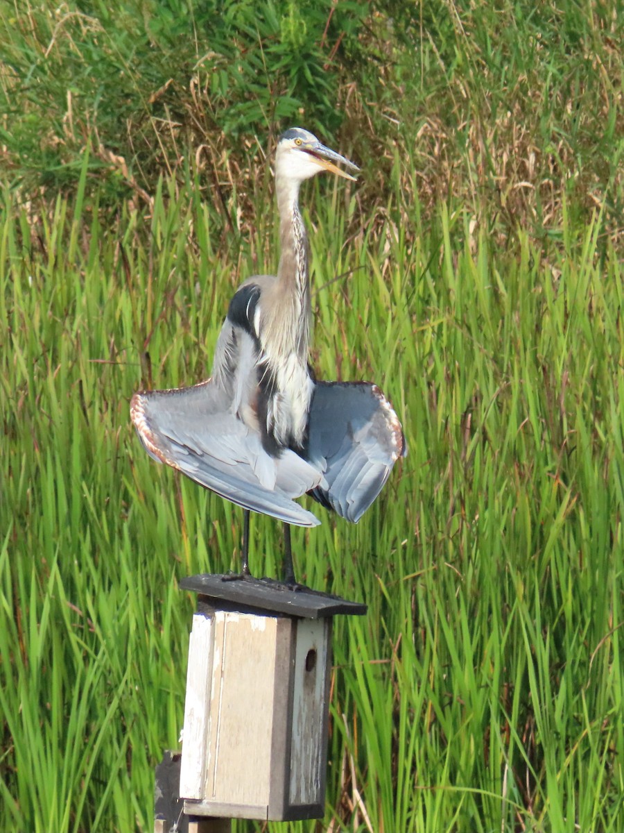 Great Blue Heron - ML640391411