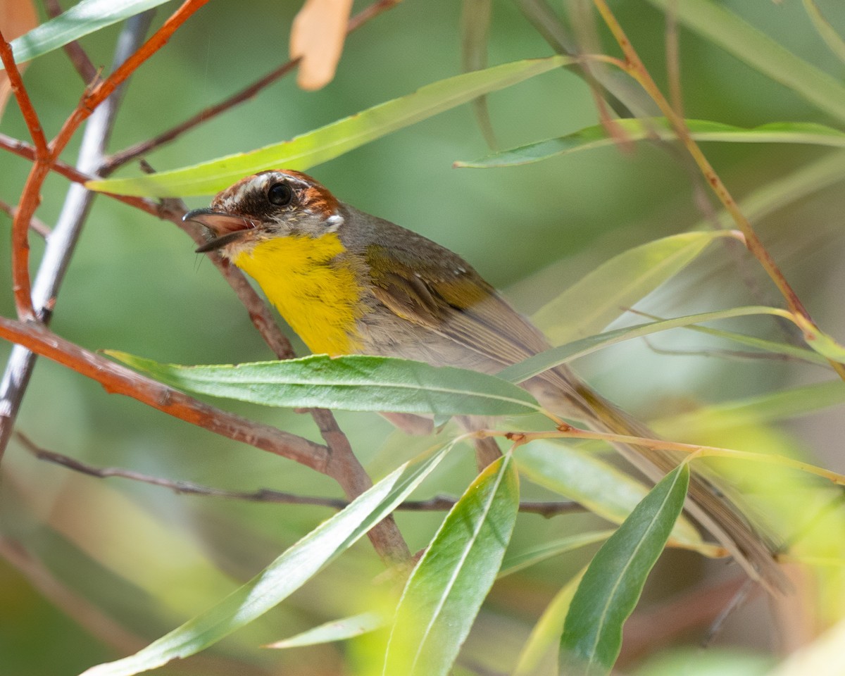 Rufous-capped Warbler - ML640391459