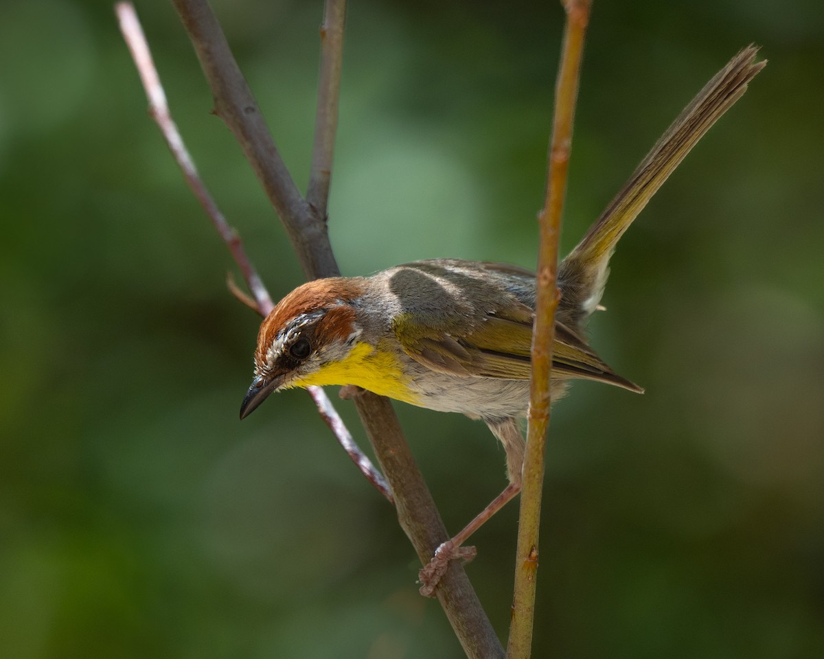 Rufous-capped Warbler - ML640391461