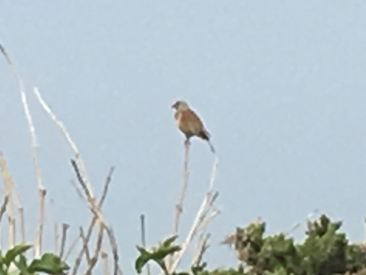 Eurasian Linnet - ML640391484