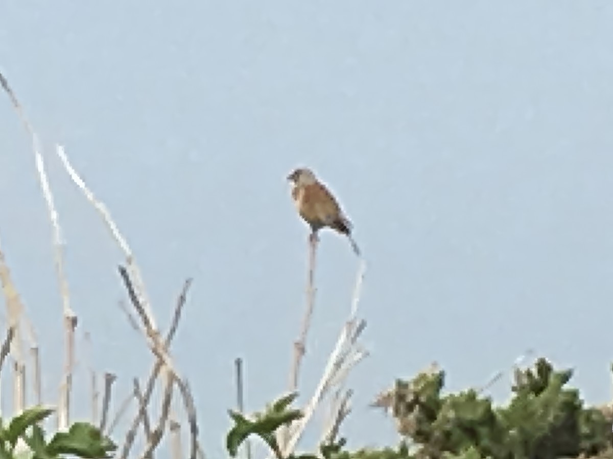 Eurasian Linnet - ML640391486