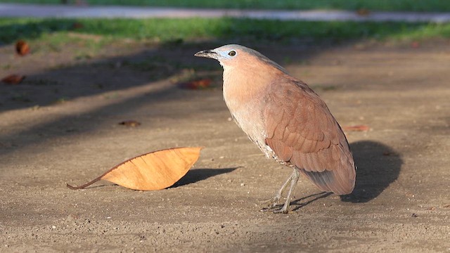 Malayan Night Heron - ML640391495