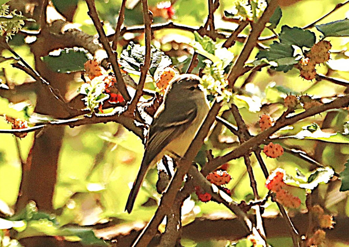 Straneck's Tyrannulet - ML640391509