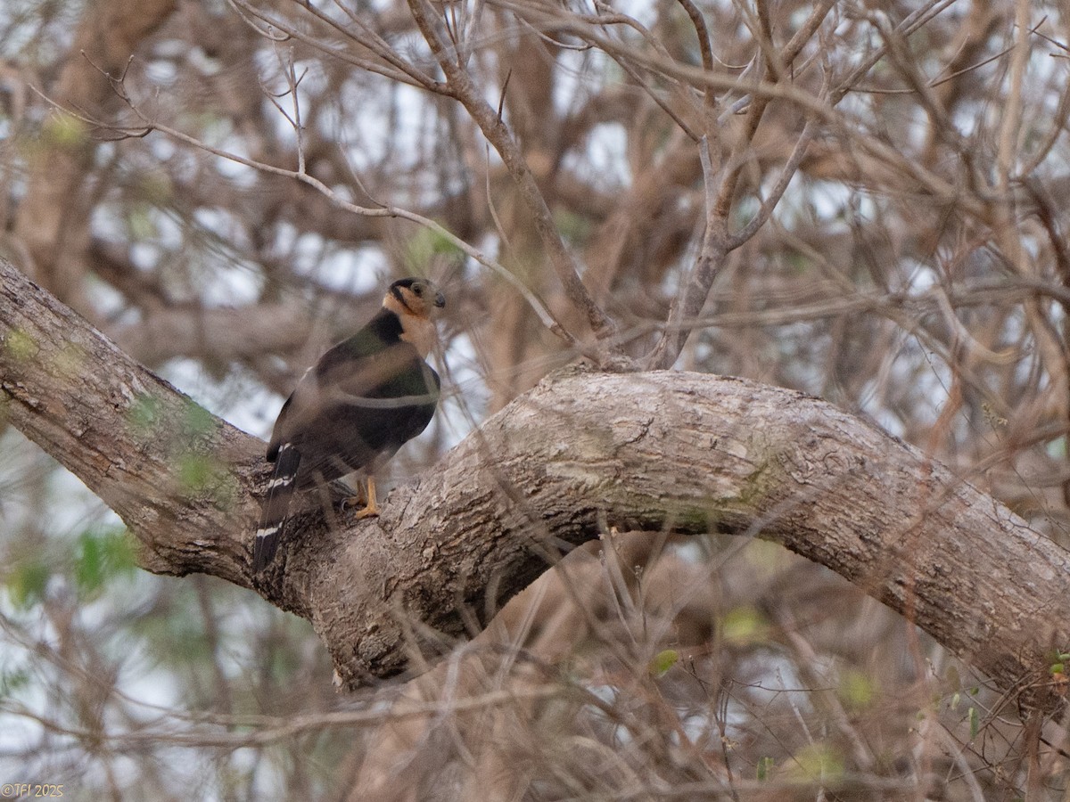 Collared Forest-Falcon - ML640391520