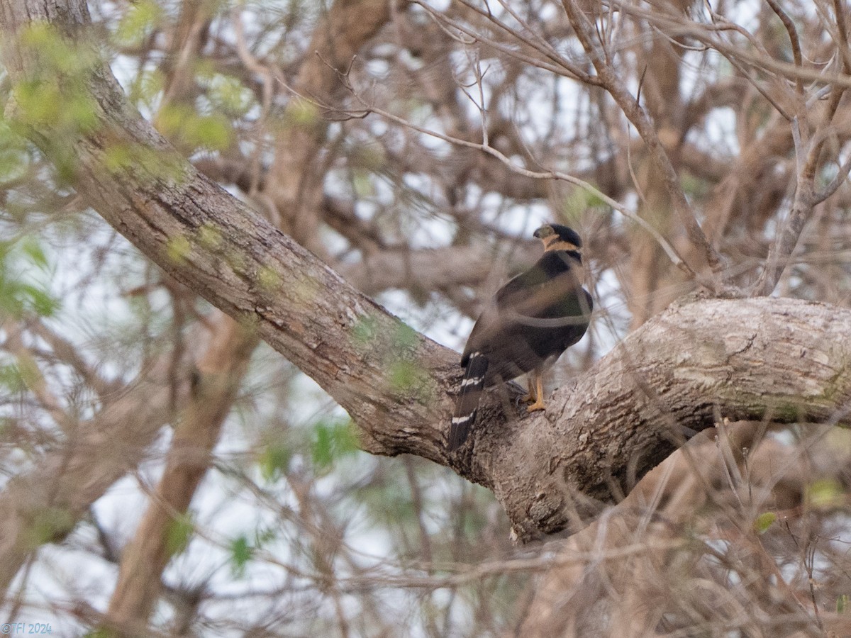 Collared Forest-Falcon - ML640391522