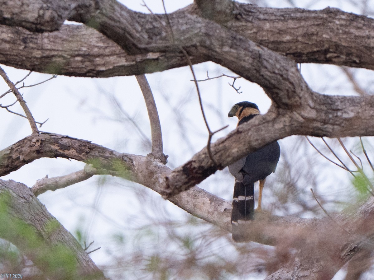 Collared Forest-Falcon - ML640391524