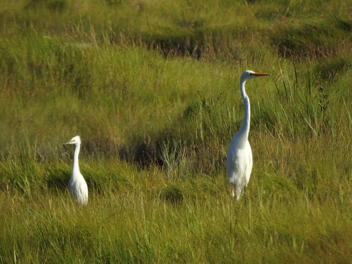 Snowy Egret - ML640391540