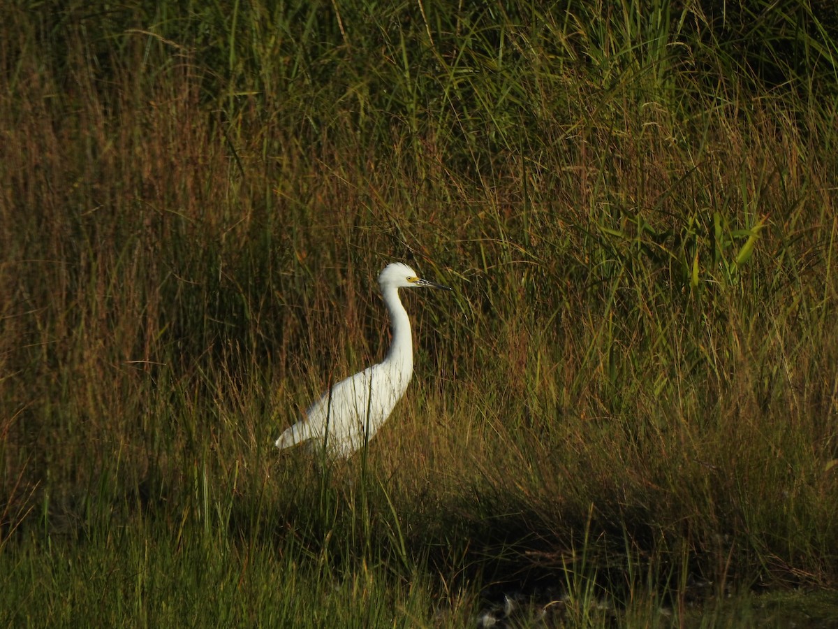 Snowy Egret - ML640391543