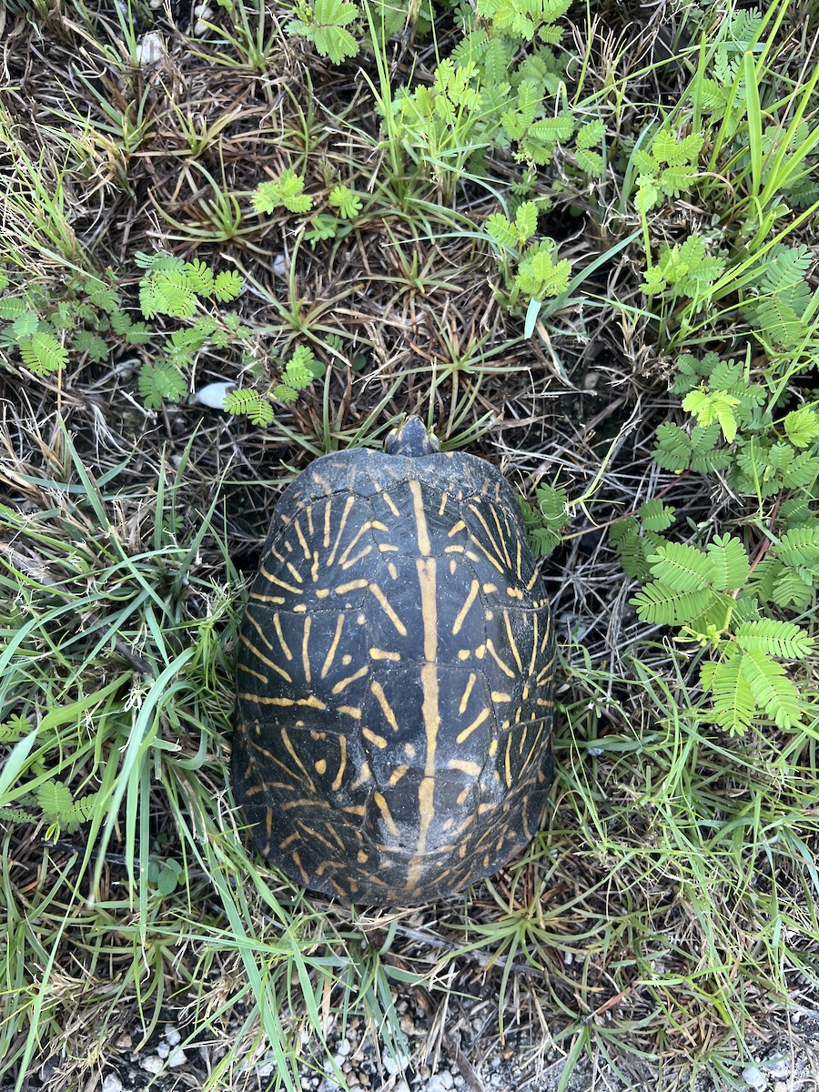 Florida Box Turtle - ML640391552