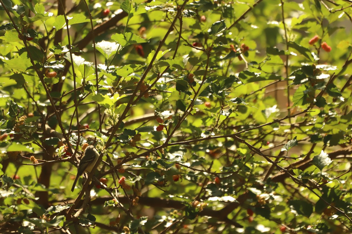 Straneck's Tyrannulet - ML640391553