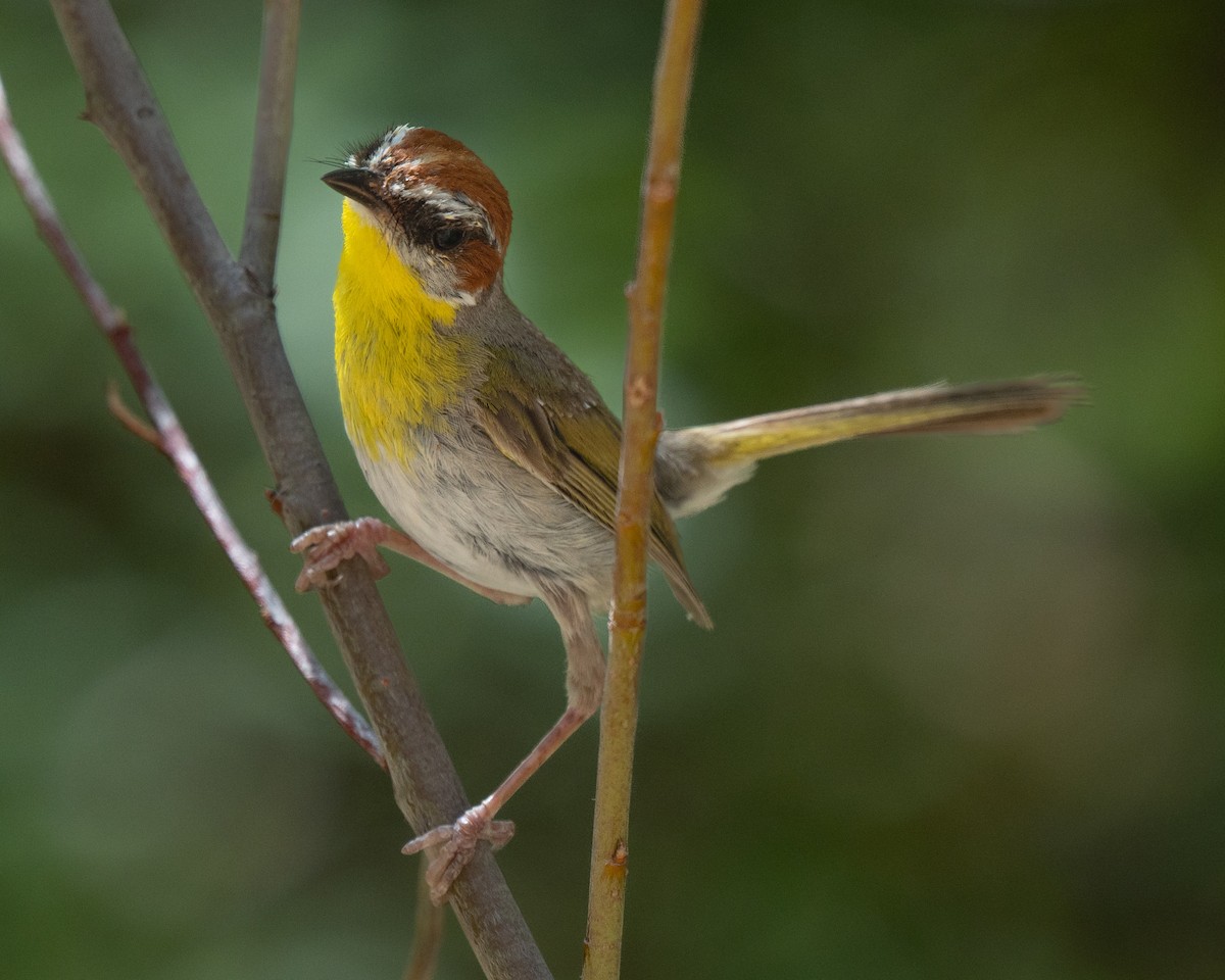 Rufous-capped Warbler - ML640391560