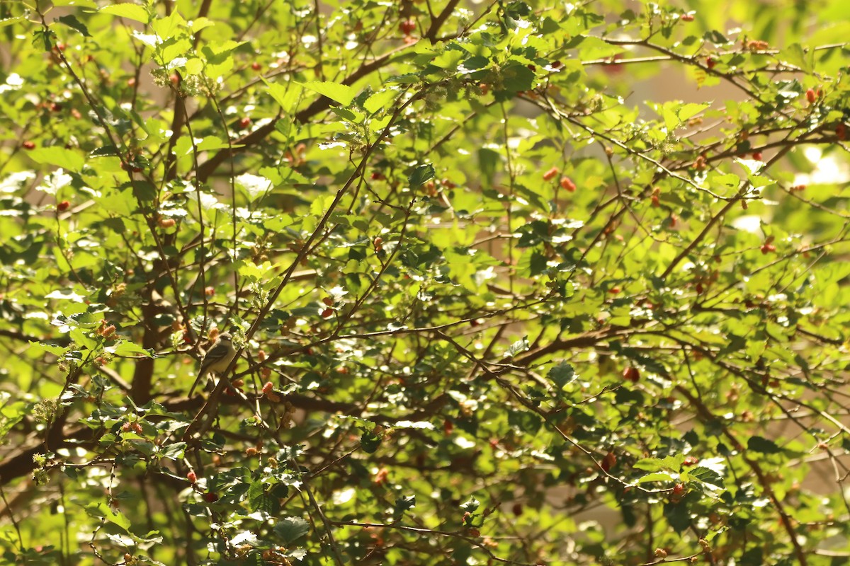 Straneck's Tyrannulet - ML640391571