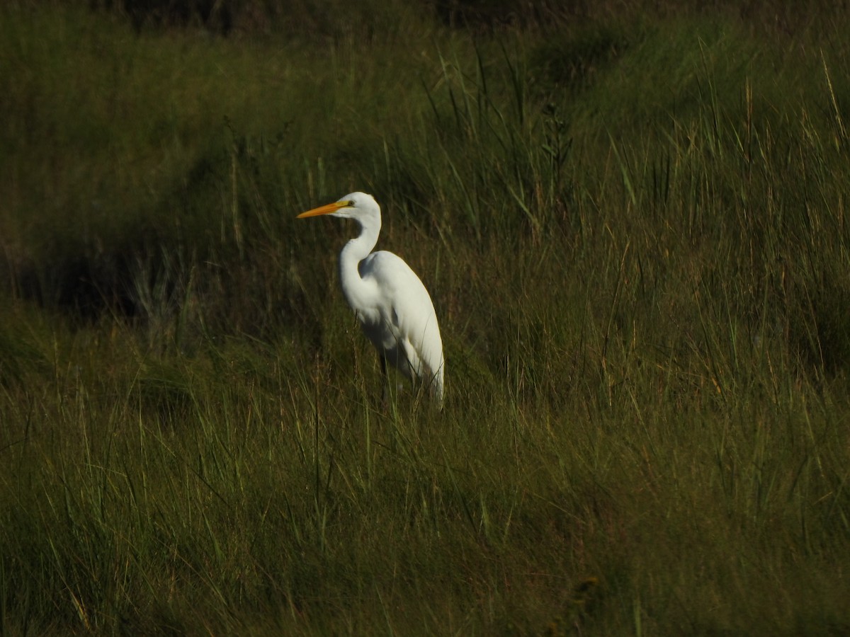 Great Egret - ML640391580