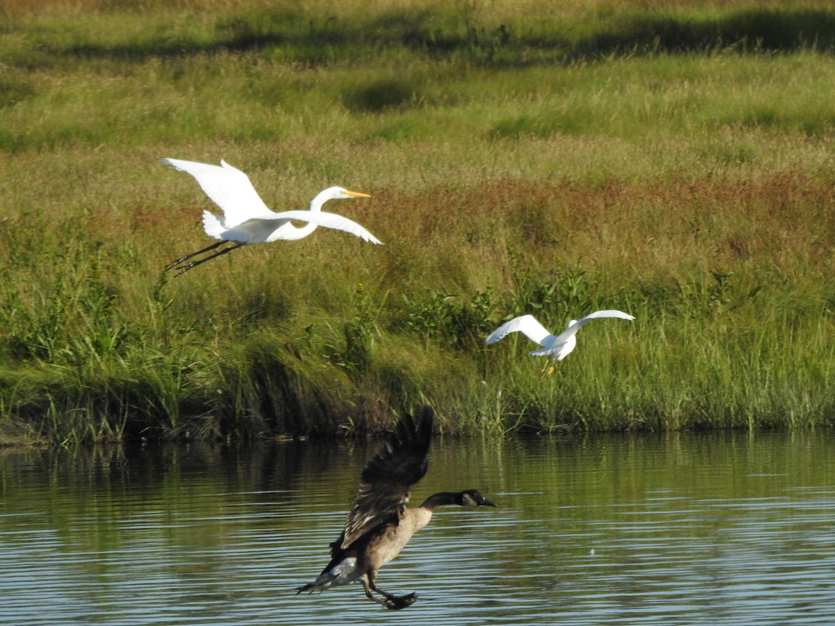 Great Egret - ML640391581