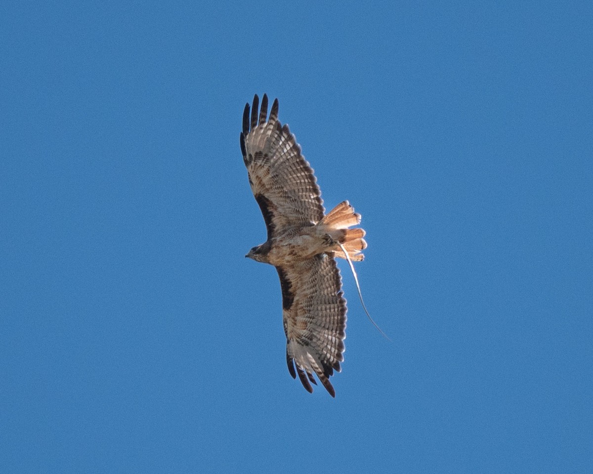 káně rudochvostá - ML640391603